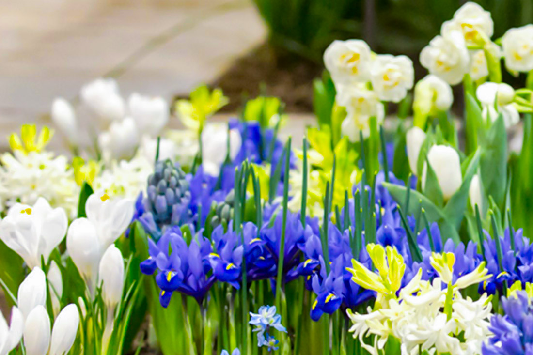 Blumenbeet aus weißen Tulpen, blauen Traubenhyazinthen, gelben und weißen Narzissen