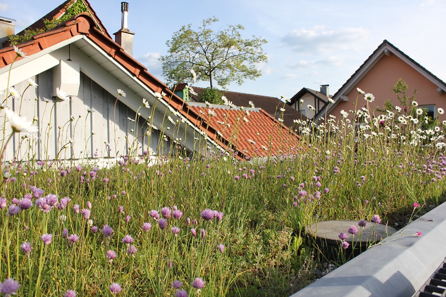 Team Grün Elzach, Dachbegrünung