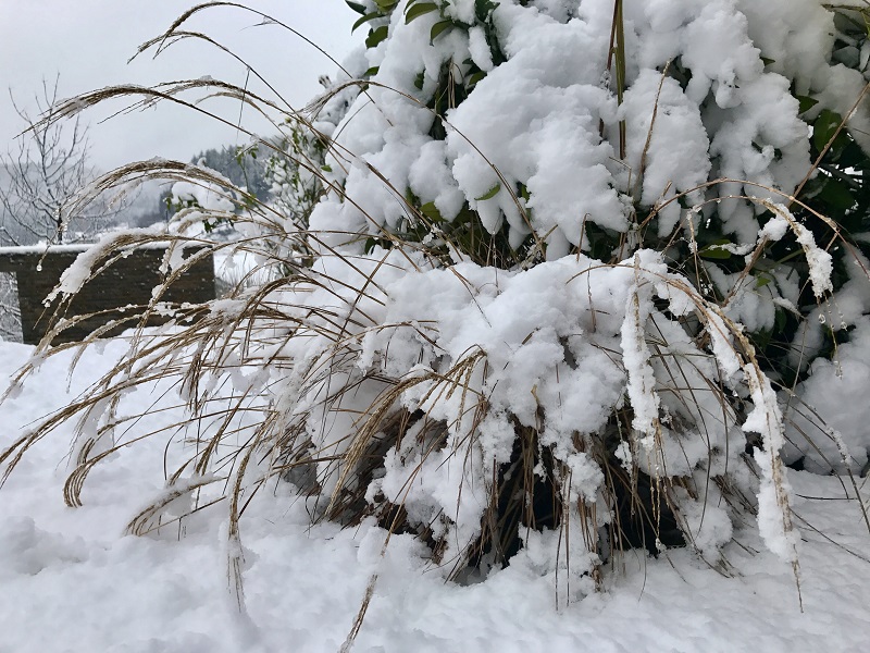 TEAM GRÜN Elzach- Der Garten im Winterzauber Teil l