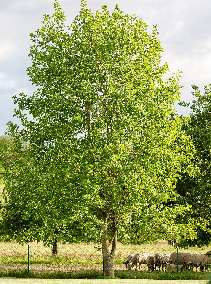 TEAM GRÜN Elzach- der Tulpenbaum