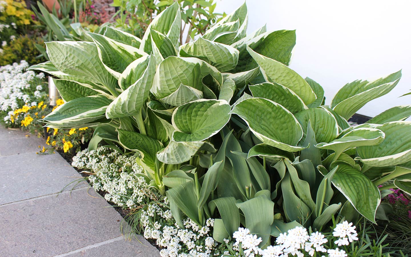 Rasen und Pflanzen - Team Grün Furtner-Althaus