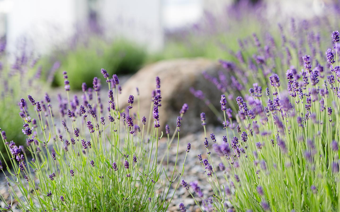 Rasen und Pflanzen - Team Grün Furtner-Althaus