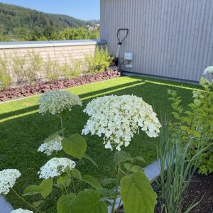 Team Gruen Elzach Wir Bauen Einen Dachgarten 12